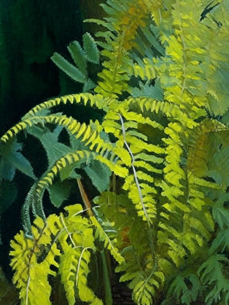 Maidenhair Spleenwort Cézanne Style
