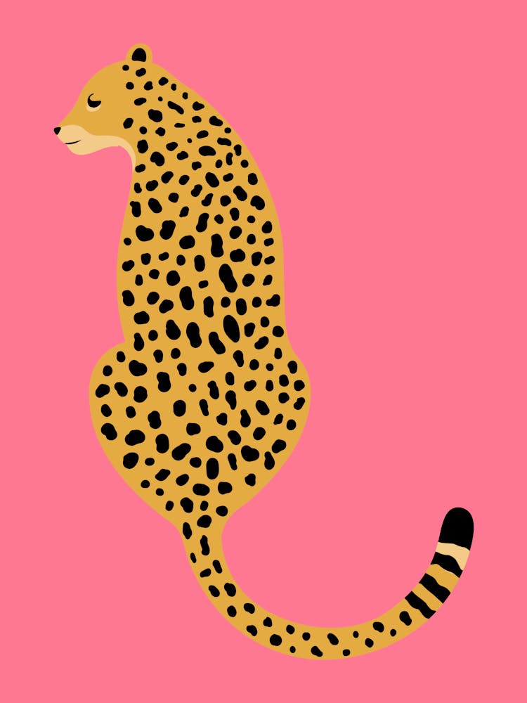 Cheetah