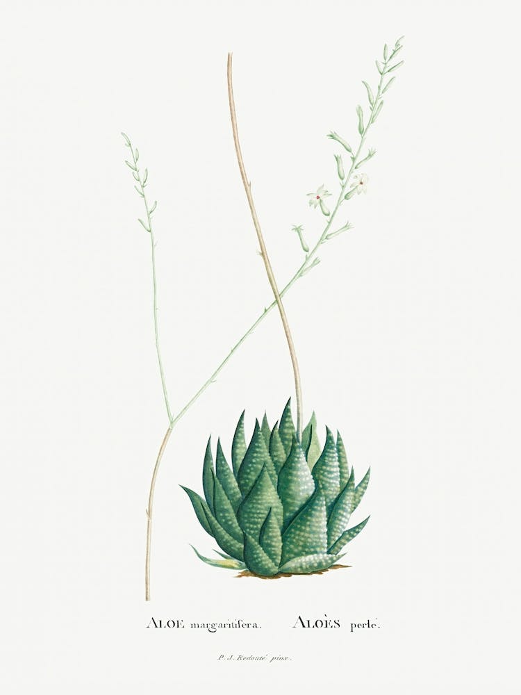 Aloe Margaritifera Image From Histoire Des Plantes Grasses (1799), Pierre Joseph Redoute