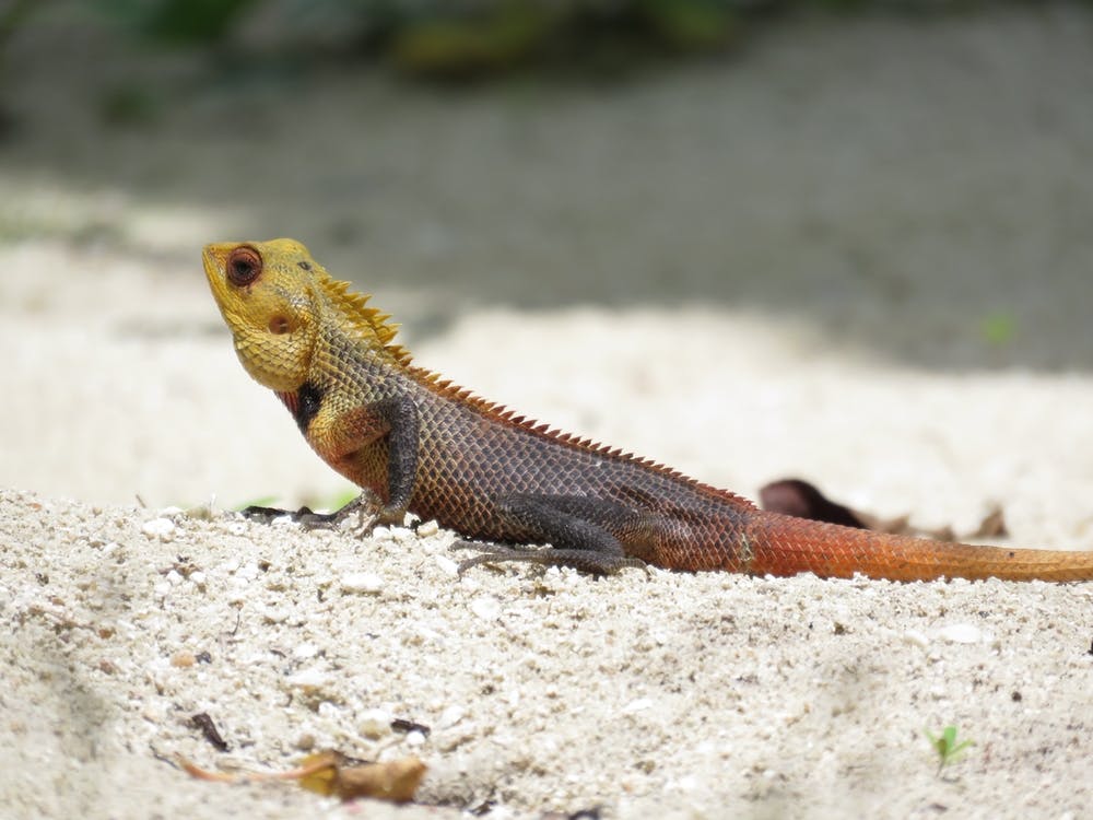 Lizard On Sand 1