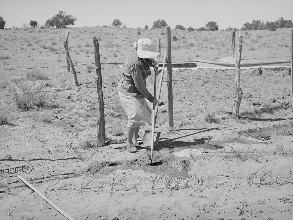 Mrs Hutton Irrigating Her Garden, Pie Town, New Mexico By Russell Lee