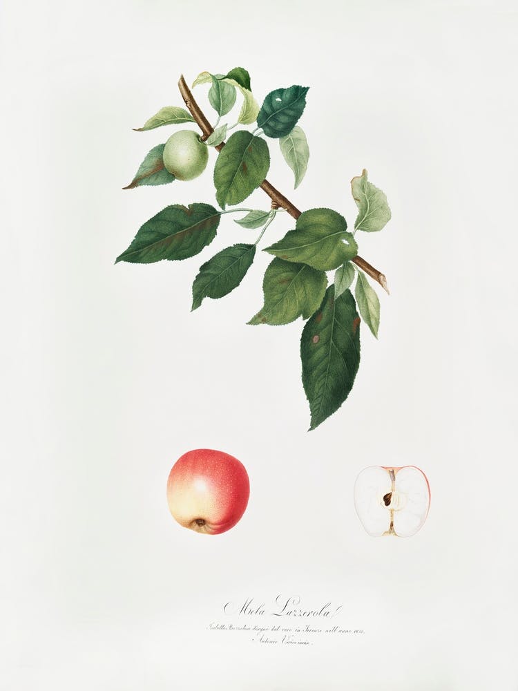 Apple (Malus Pumila) From Pomona Italiana (1817 - 1839), Giorgio Gallesio