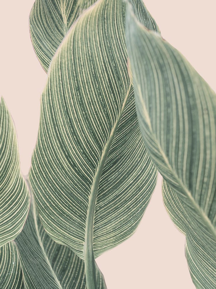 Cala Plant