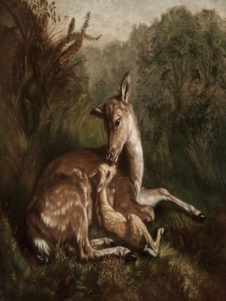 Deer And A Foal