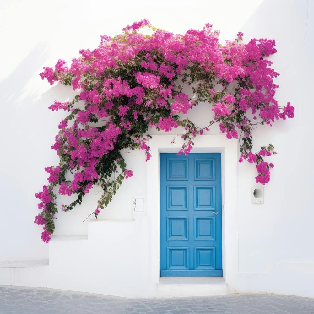 Bougainvillea Door