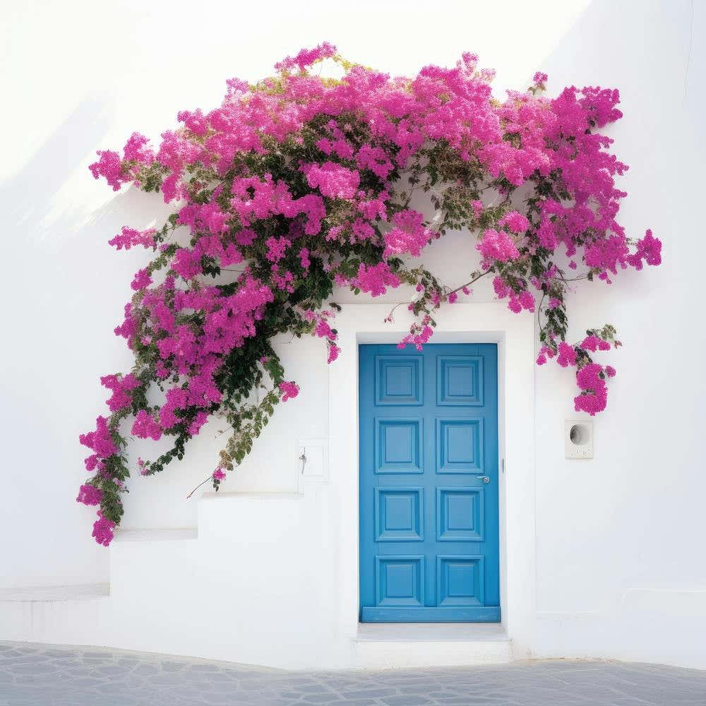 Bougainvillea Door