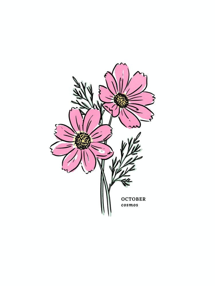 October Pink Cosmos Birth Flower