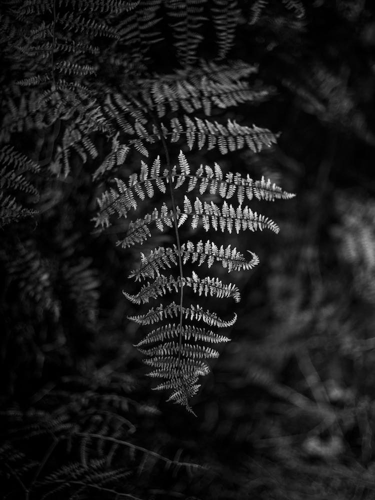 Silver Fern