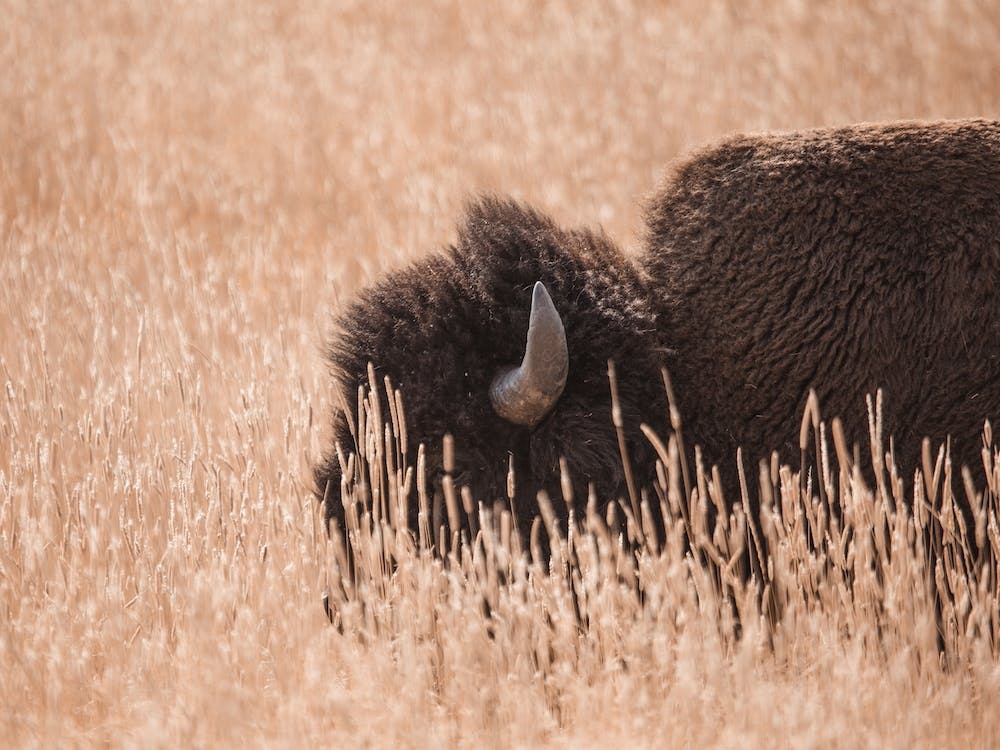 Bison In Tall Grass