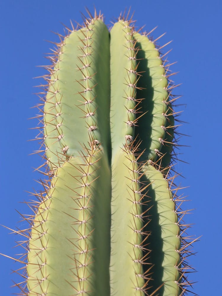 Green Cactus