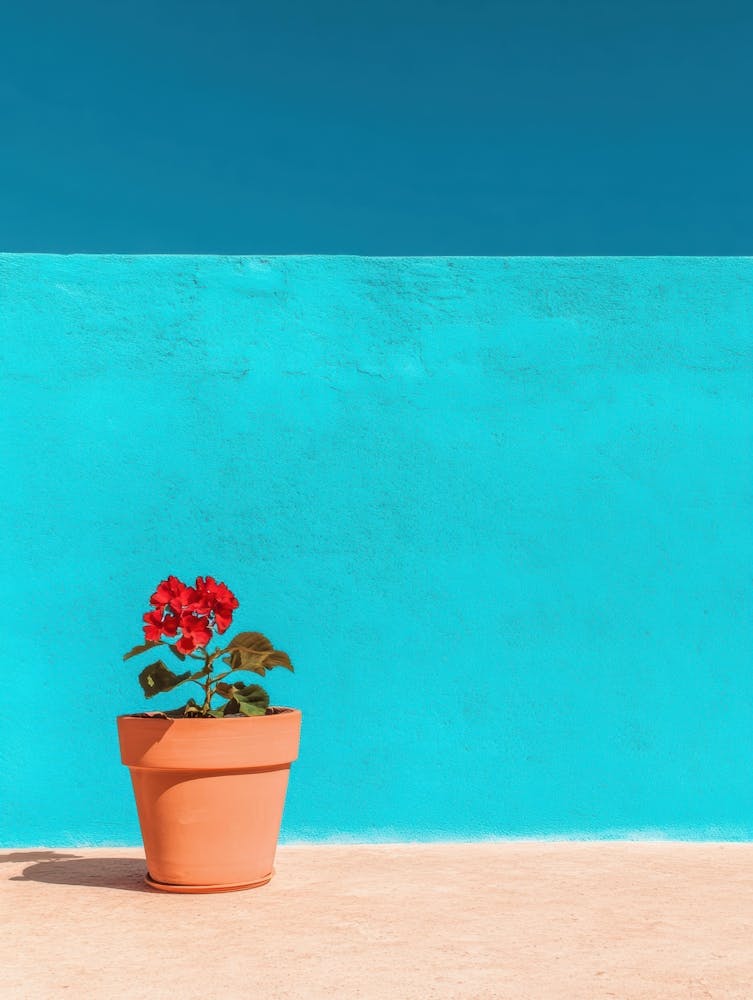 Flower Pot In Front Of Blue Wall