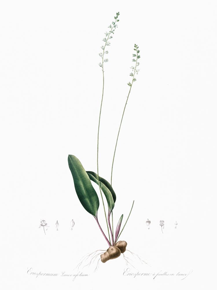 Eriospermum Lanceaefolium Illustration From Les Liliacées (1805), Pierre Joseph Redoute