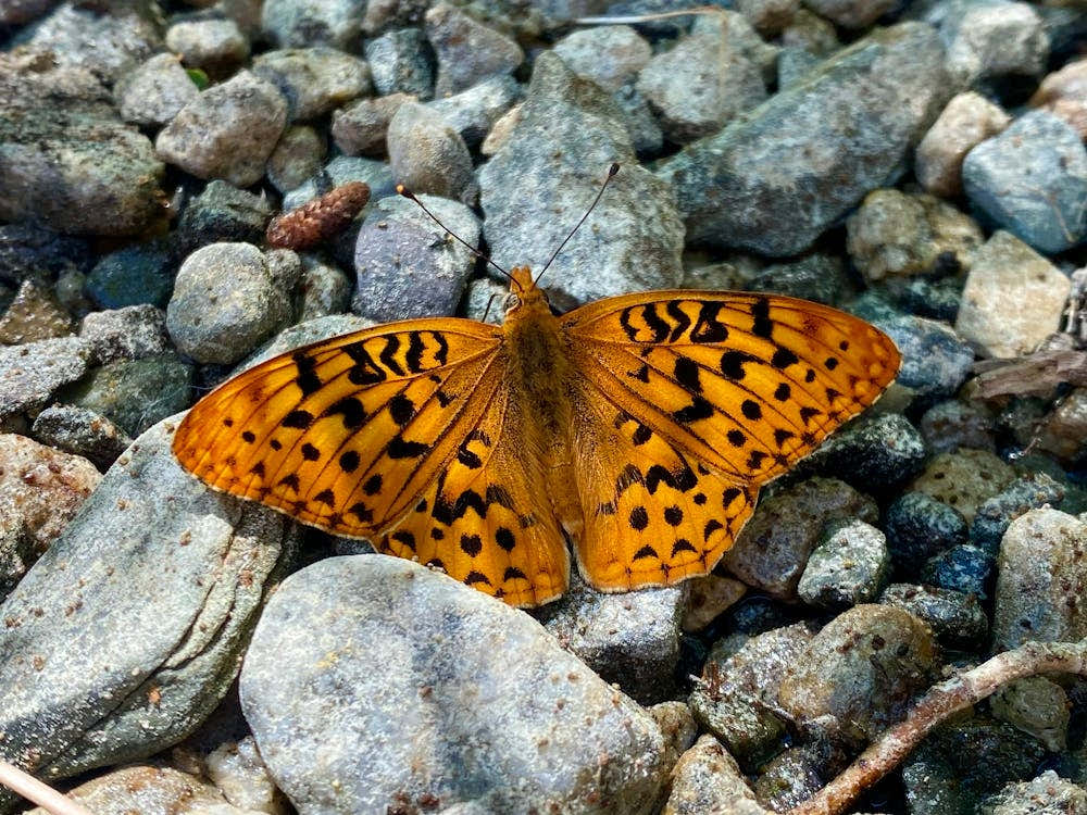 Sierra’s Butterfly