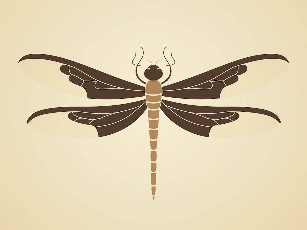 Dragonfly Common Whitetail Plathemis Illustration Vintage 13