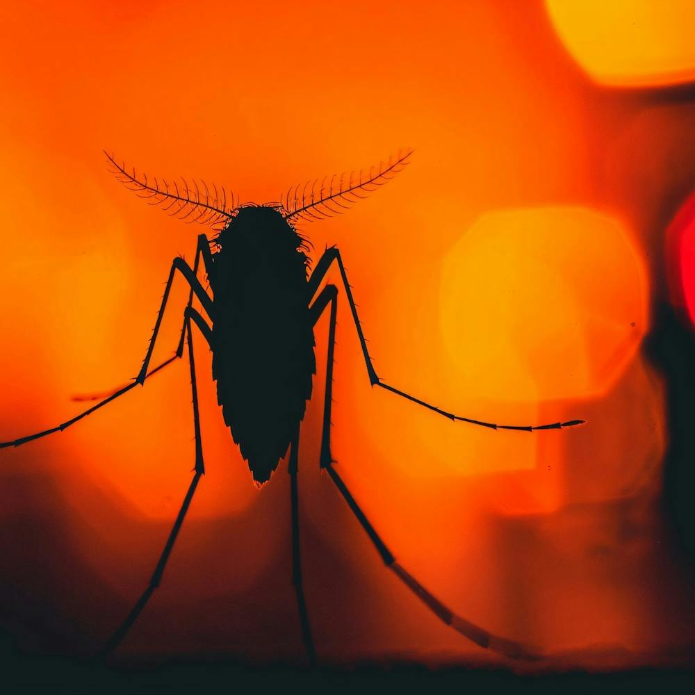 Mosquito At Night