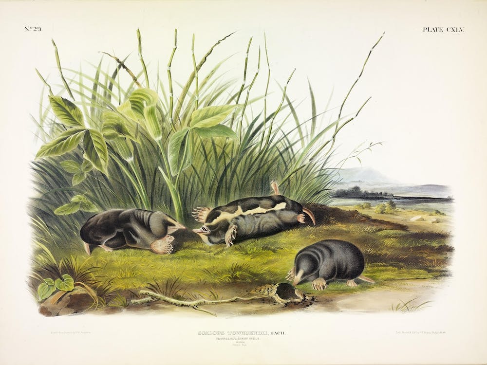 Townsend'S Shrew Mole, John James Audubon