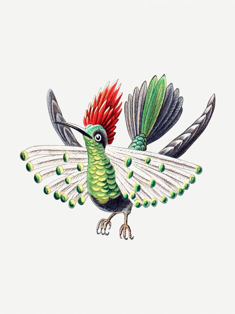 Hummingbird 1