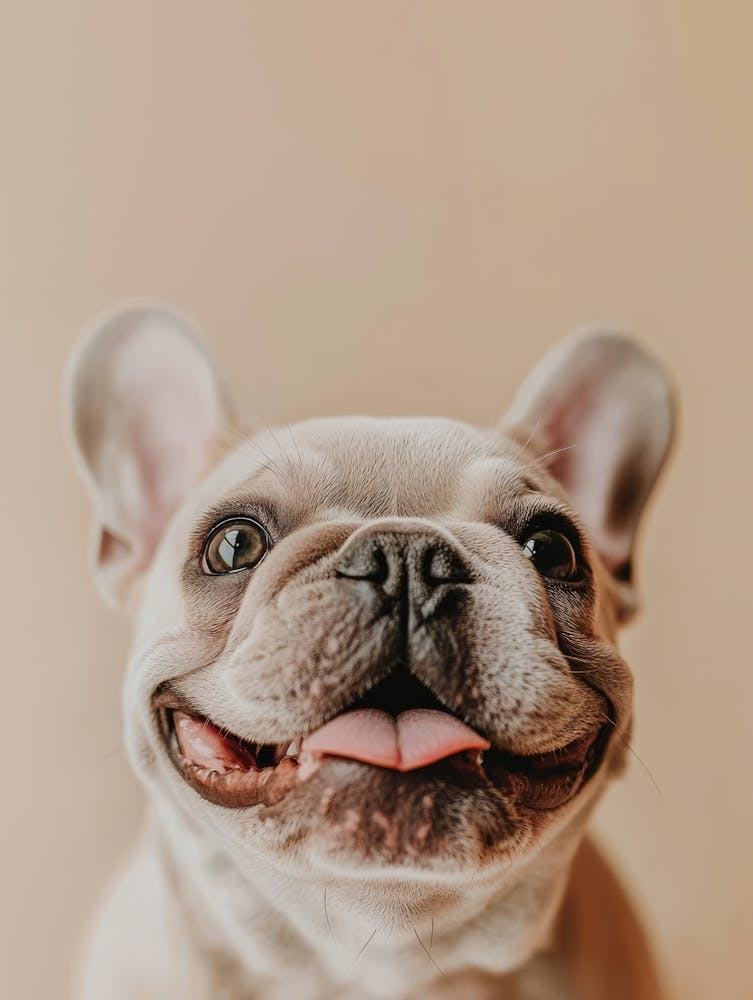 Happy French Bulldog.Generated AI.