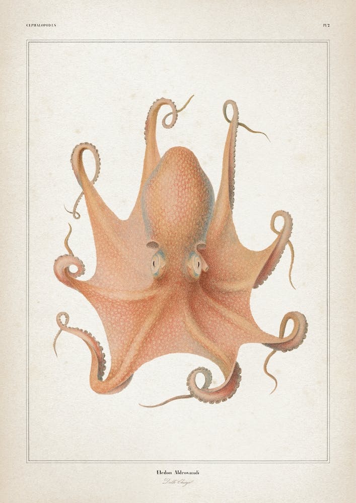 Vintage Vérany 1 Eledon Aldrovandi