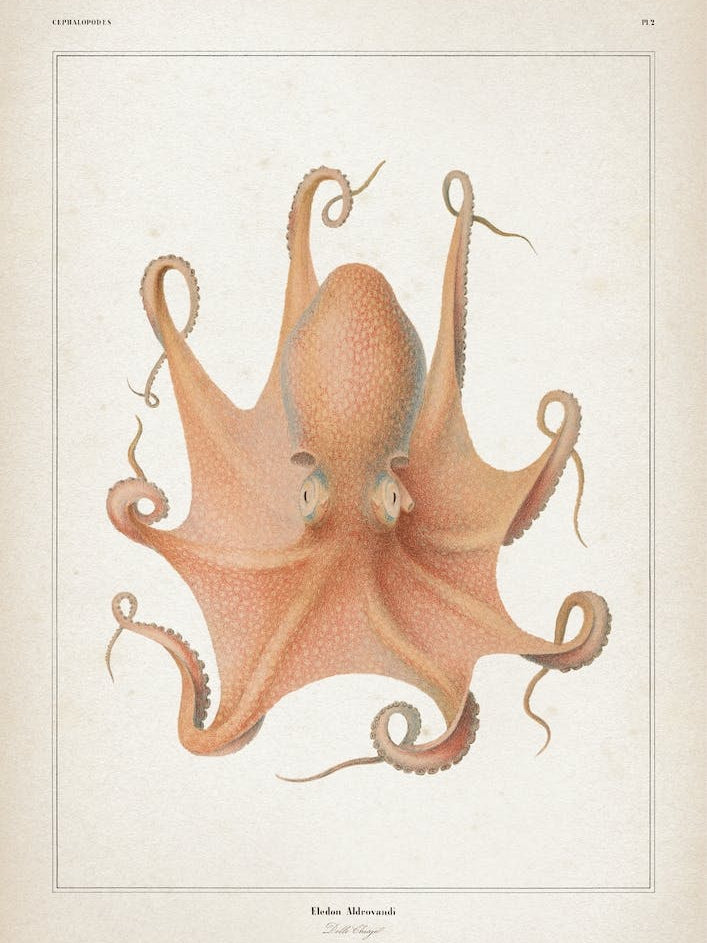 Vintage Vérany 1 Eledon Aldrovandi