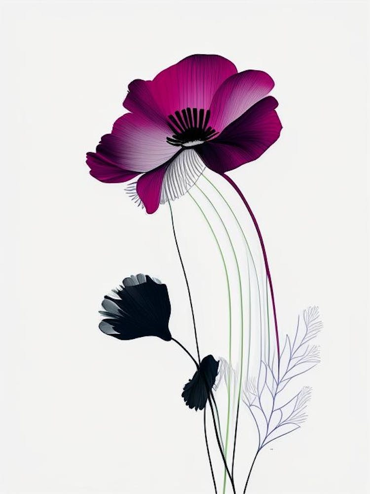 Anemone Floral Minimal Line Drawing 1 Flower
