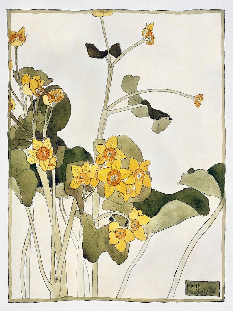 Marsh Marigold (1915), Hannah Borger Overbeck