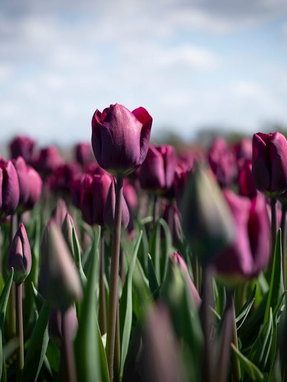 Dark floral purple tulips in a field at sunset in the Netherlands - flowers in nature - travel photography by Christa Stroo Photography