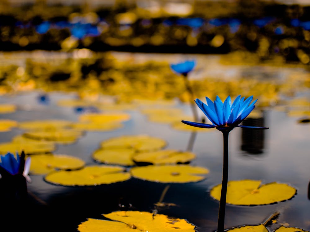 Blue Water Lily