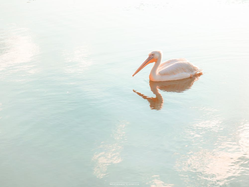 Pelican In Mirror Water
