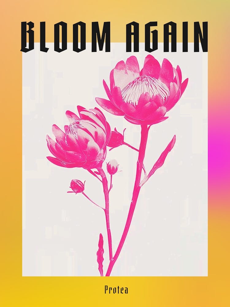 Leuchtend Rosa Protea 1 Poster