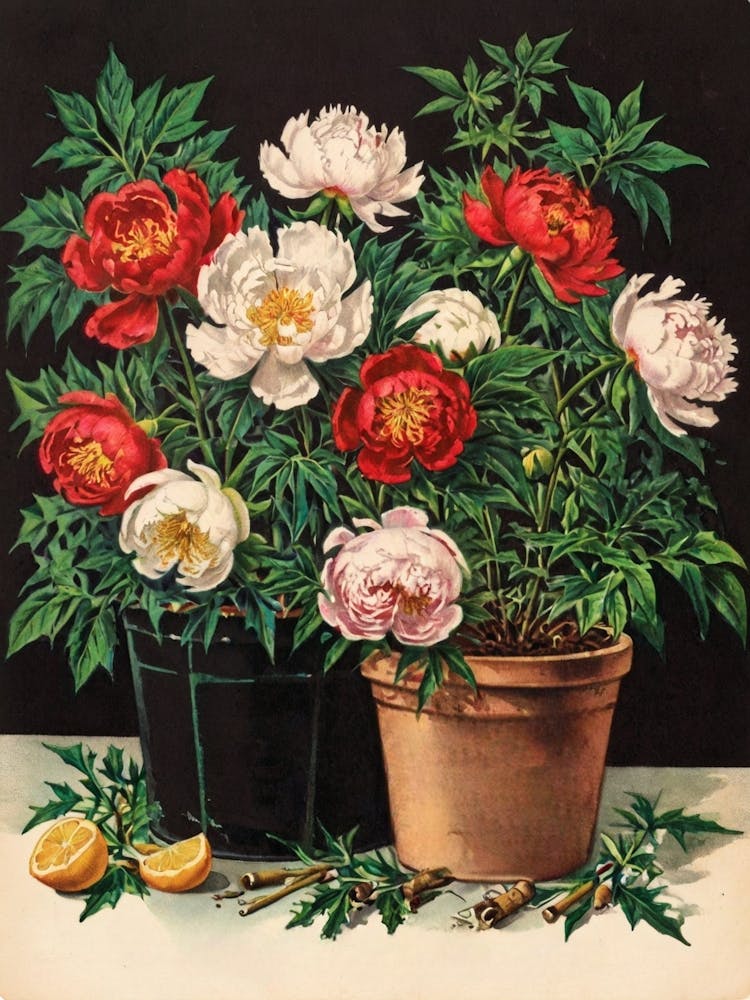 Peonies In Pots