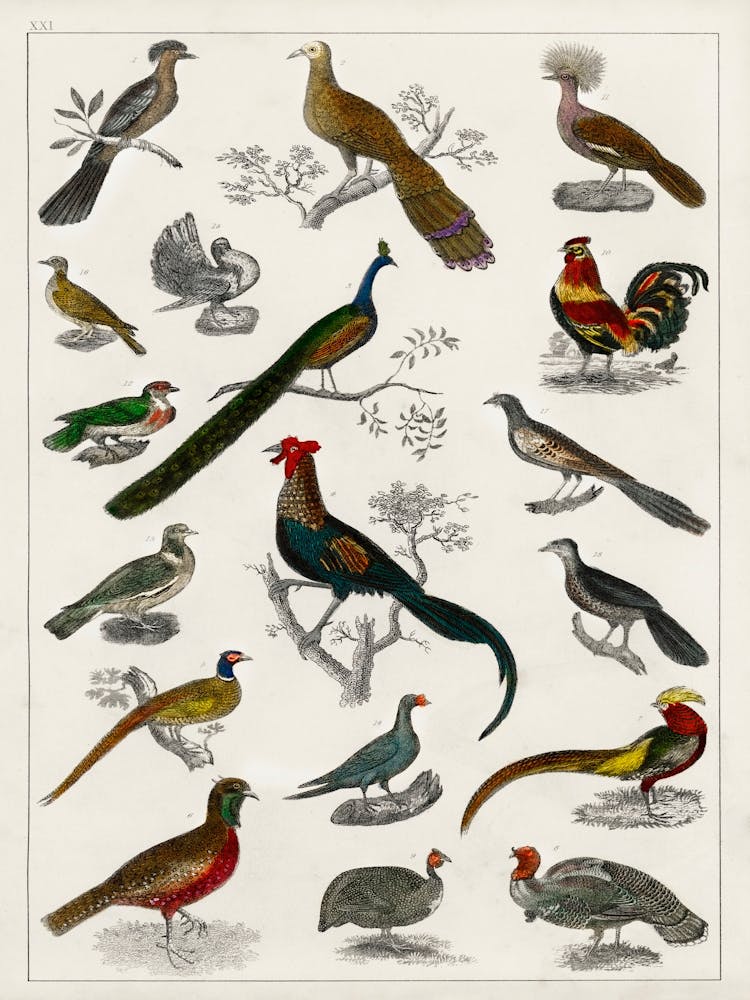 Collection Of Various Birds,  Oliver Goldsmith