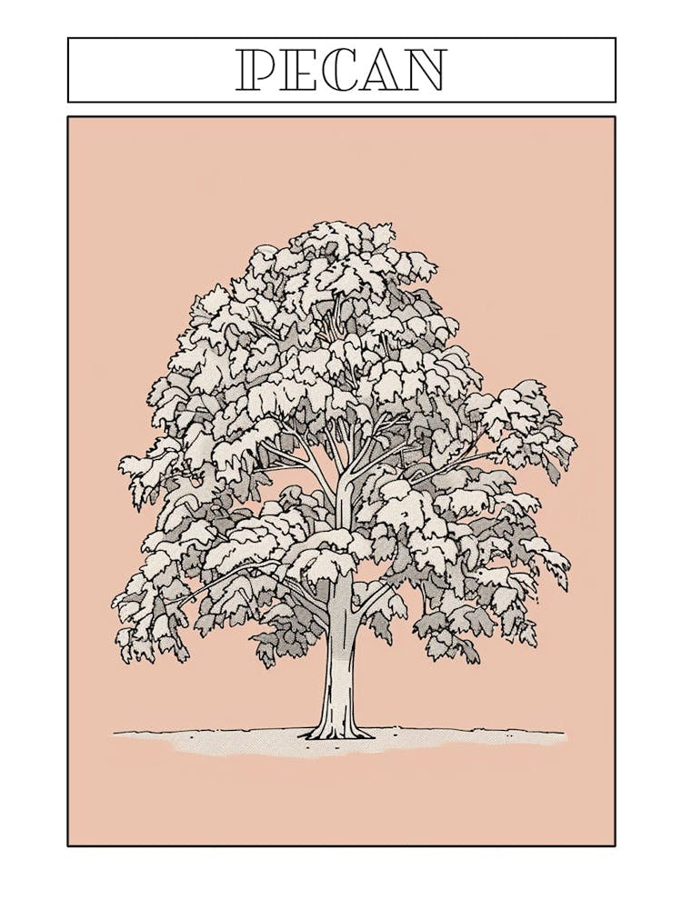Pecan Tree Minimalistic Drawing 2 Poster