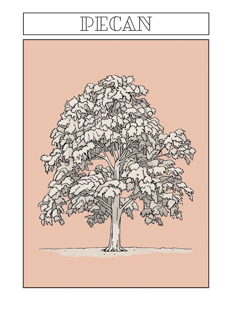 Pecan Tree Minimalistic Drawing 2 Poster