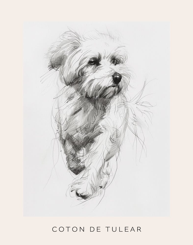 Coton De Tulear Dog Line Sketch 1 Poster