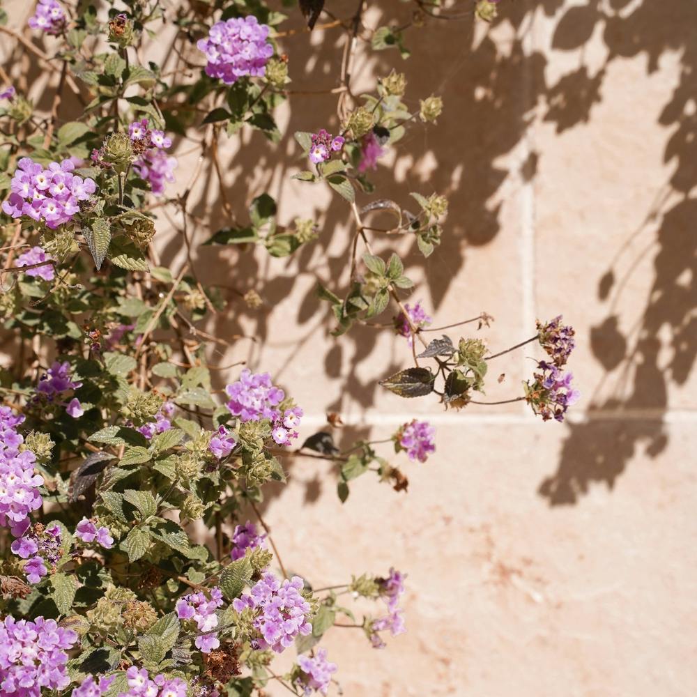 Lila Summer Flowers Square