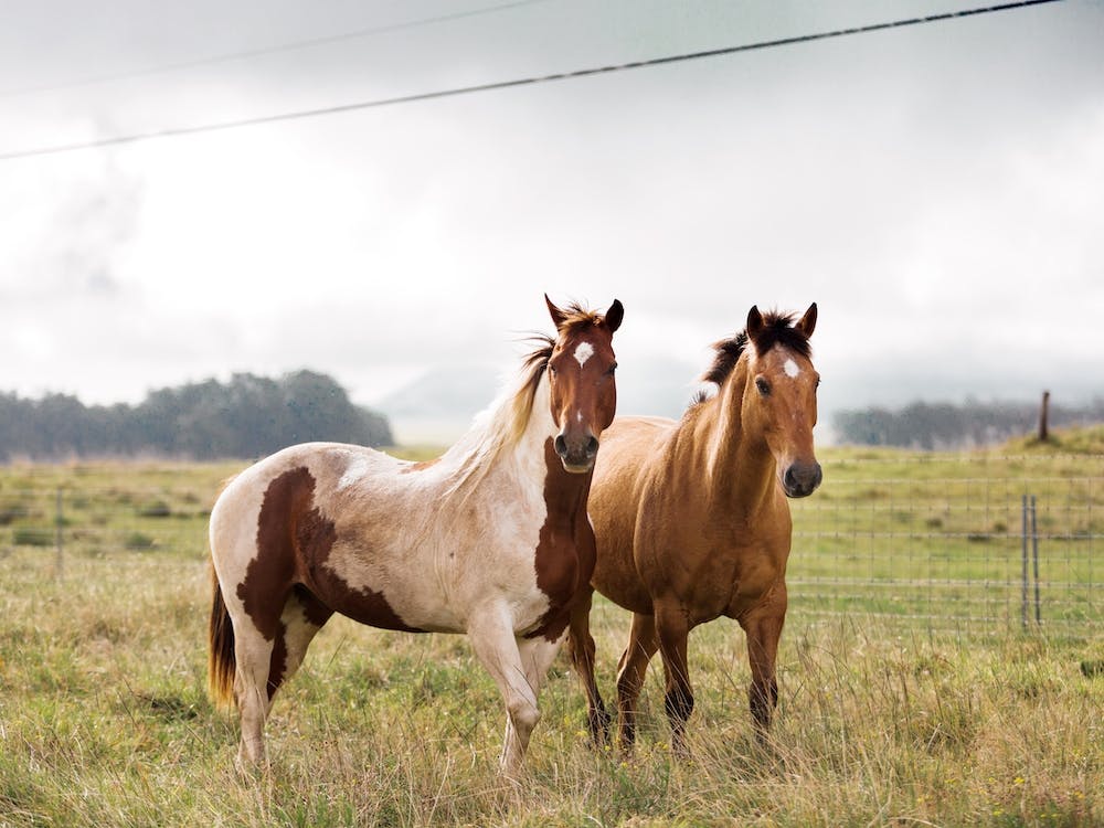 Horses In Field