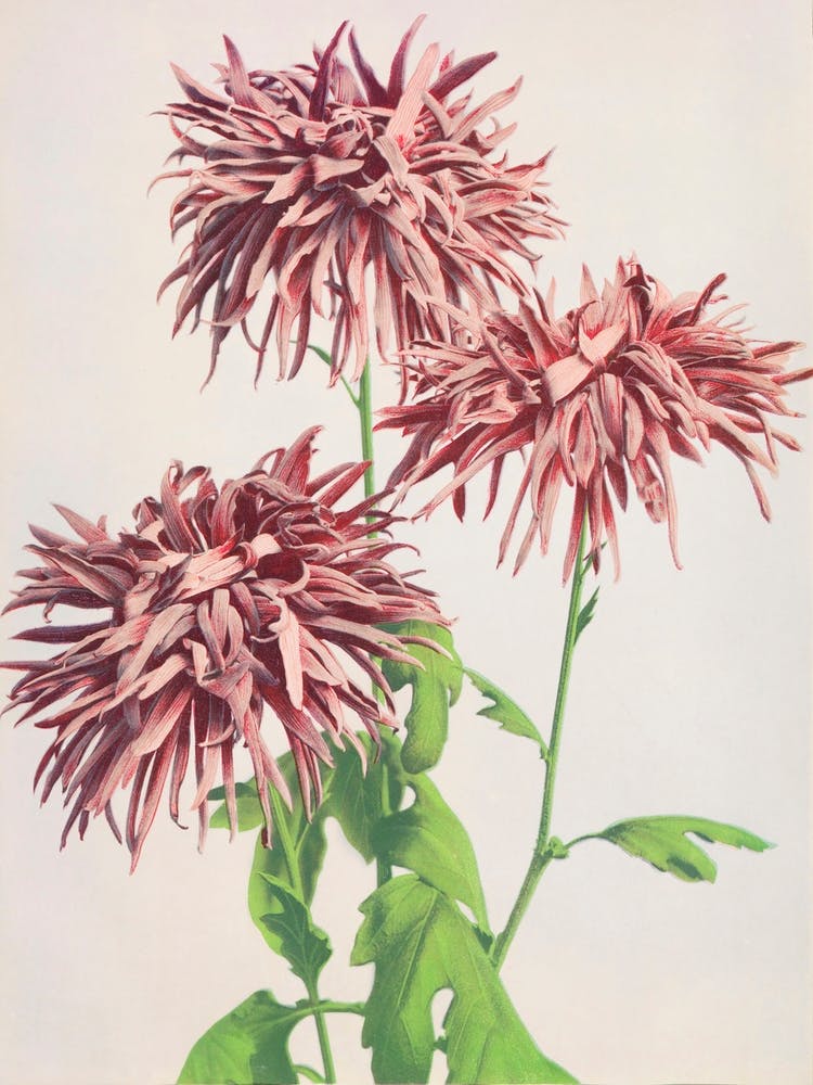 Beautiful Photomechanical Prints Of Three Pink Chrysanthemum (1887–1897), Kazumasa Ogawa