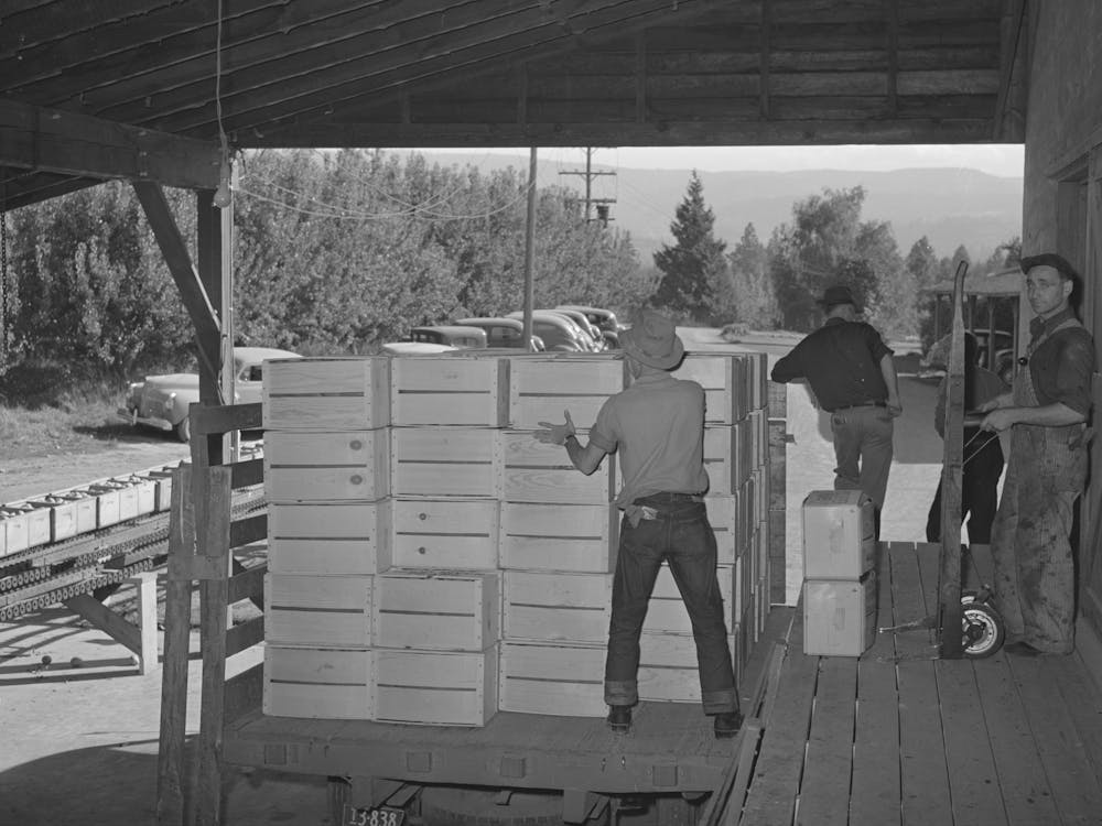 Packing Crates Of Pears Onto Truck Which Will Take Them Into Town For Shipment By Rail To The Markets