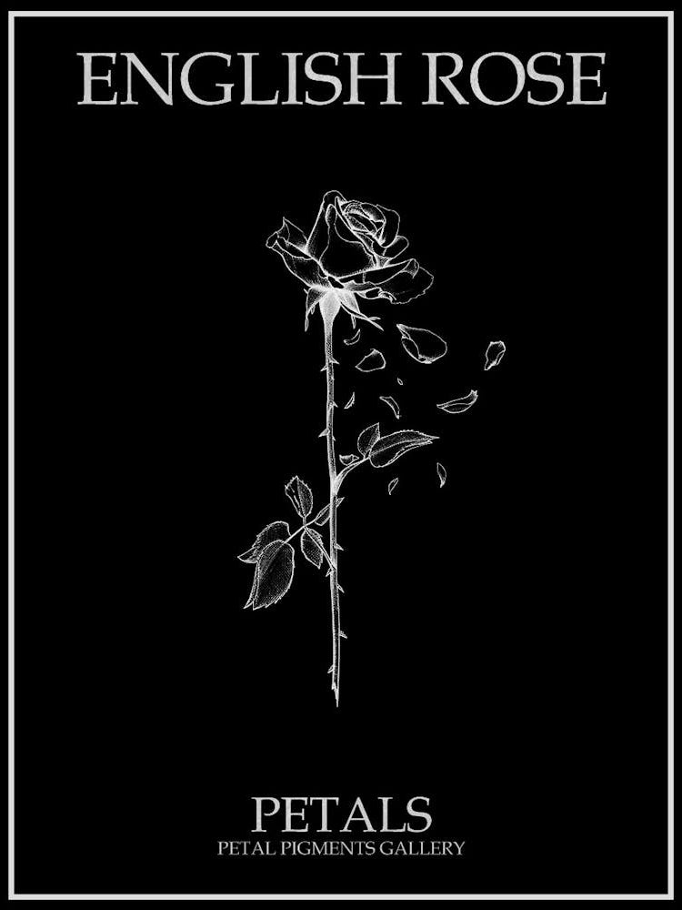 English Rose Petals Line Drawing 1 Poster Inverted