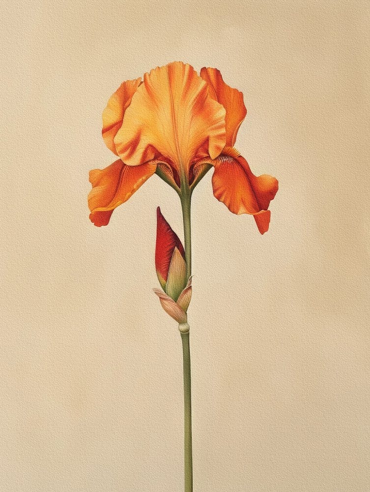 2024 May Poster Canvas Sng Iris 31