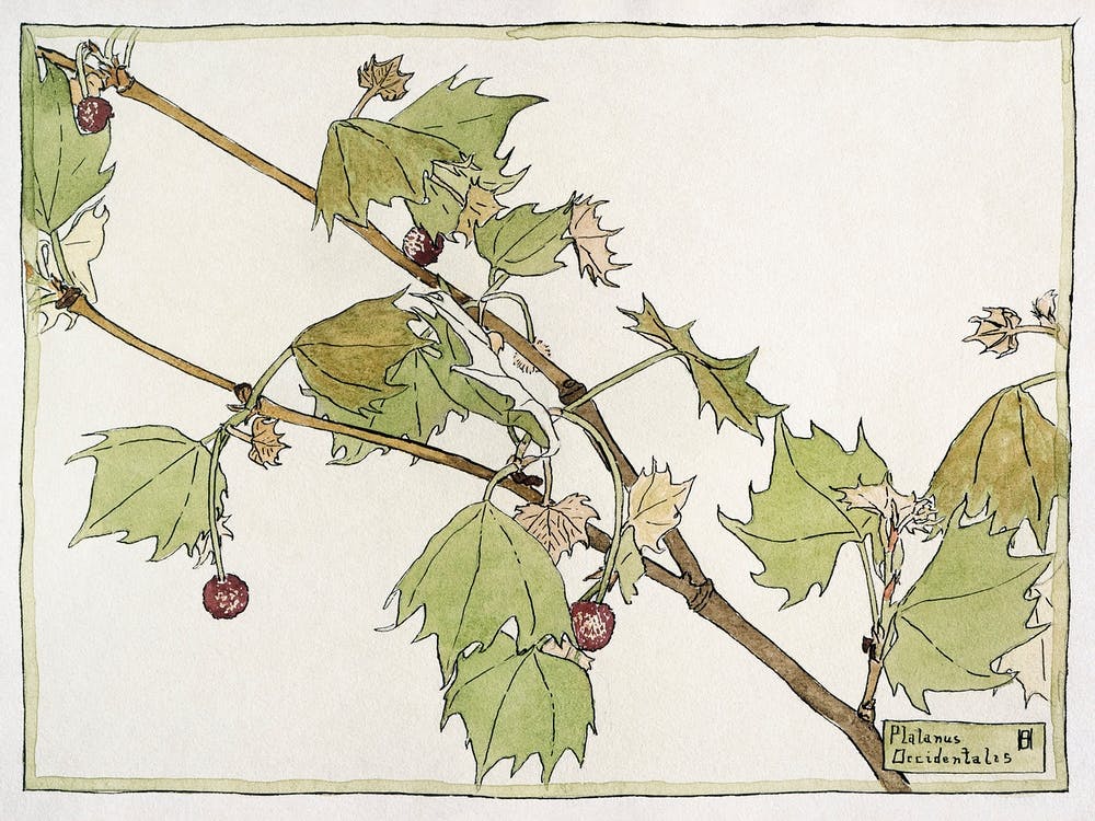 Sycamore (1915), Hannah Borger Overbeck