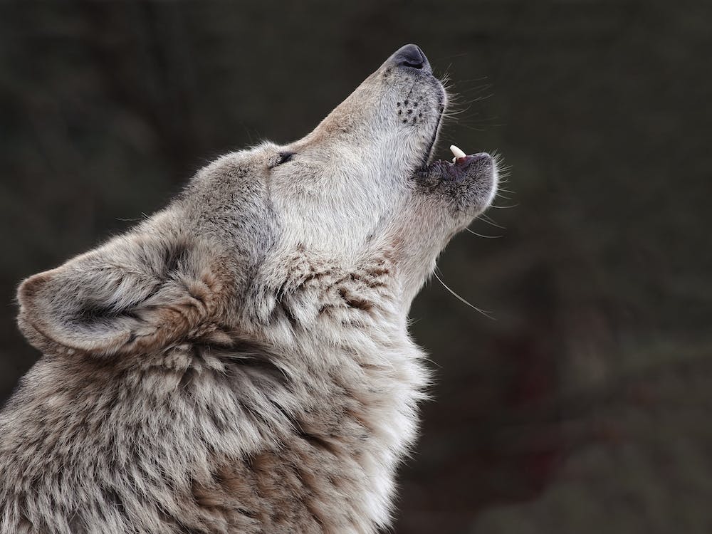 Wolf Howling At The Moon