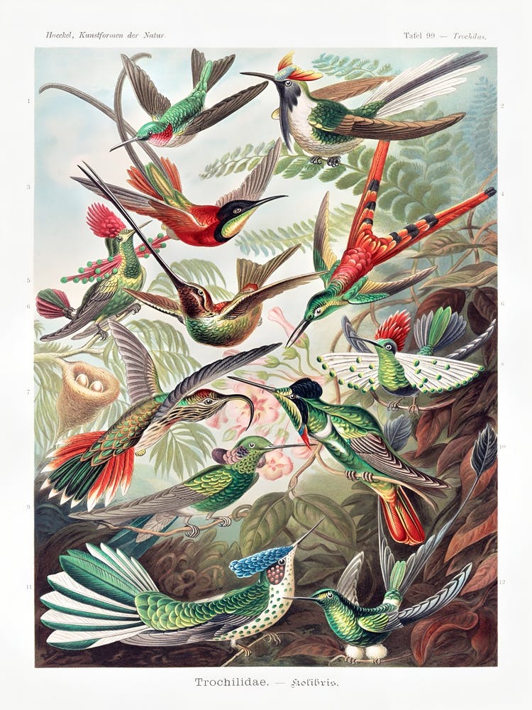 Trochilidae By Ernst Haeckel (1904)