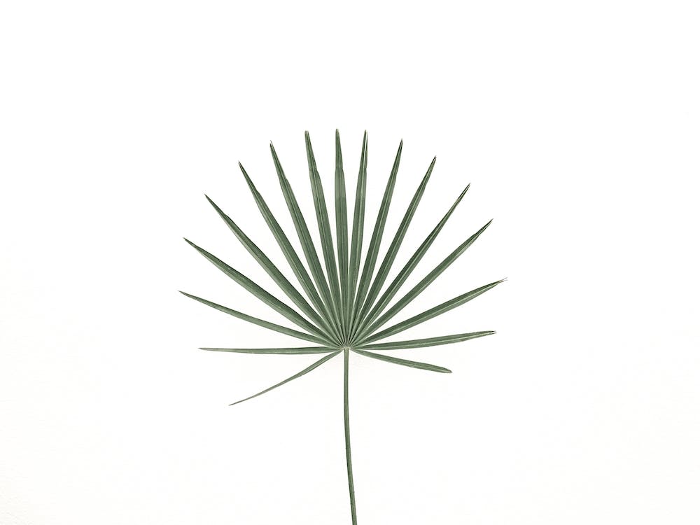 Single Palm