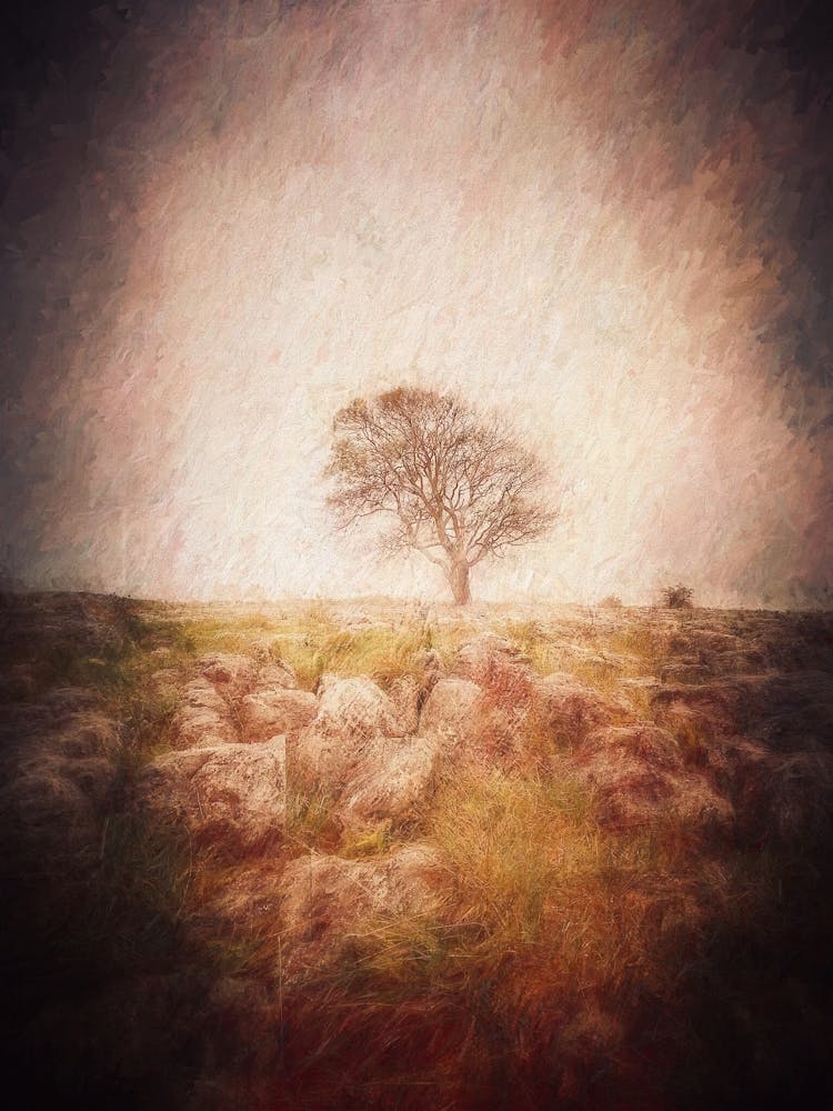Lone Tree & Rocky Landscape