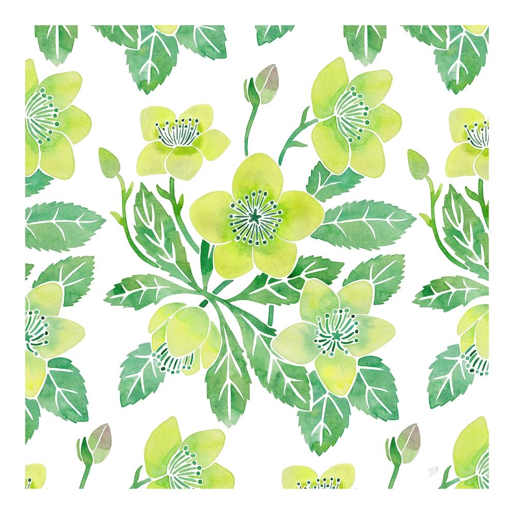 Green Winter Rose Square