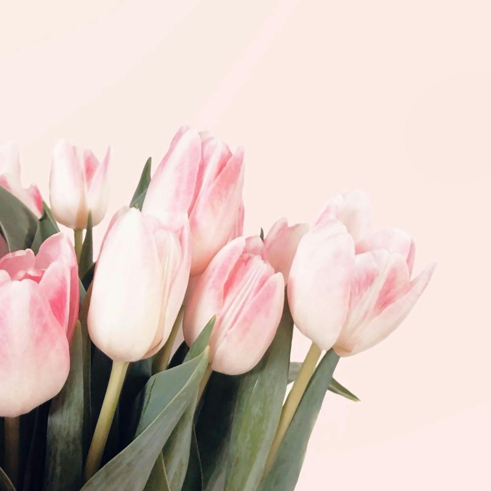 Pink Tulips2