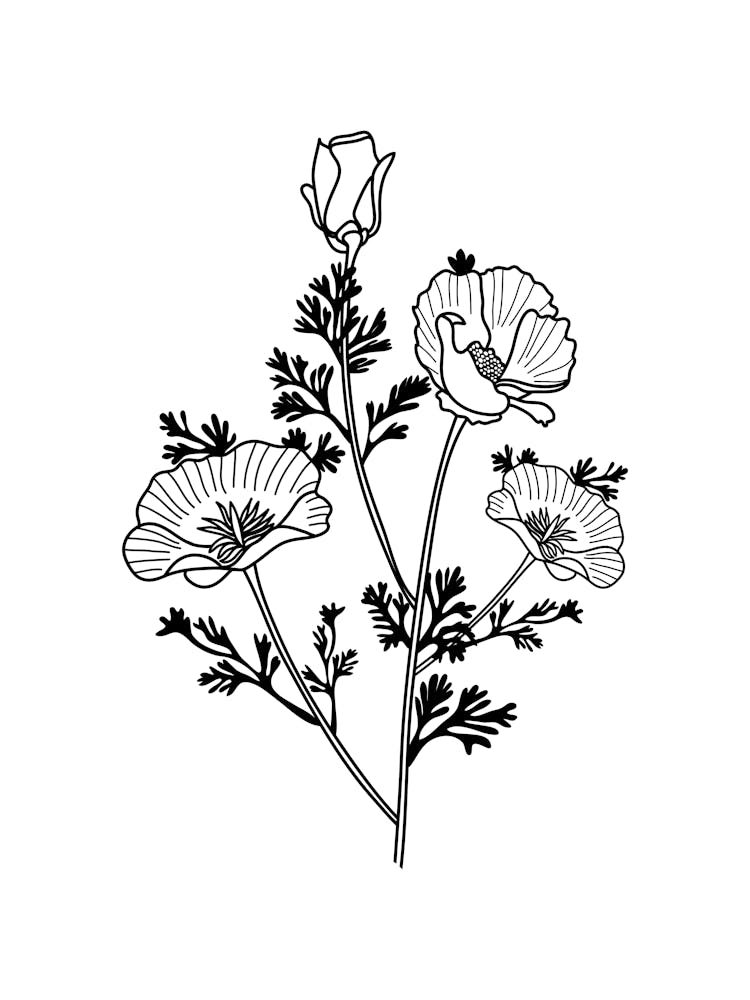 Poppies 3