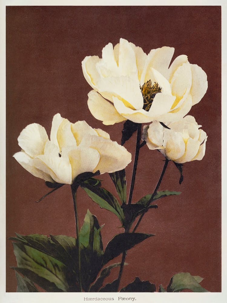 Hærdaceous Peony, Ogawa Kazumasa